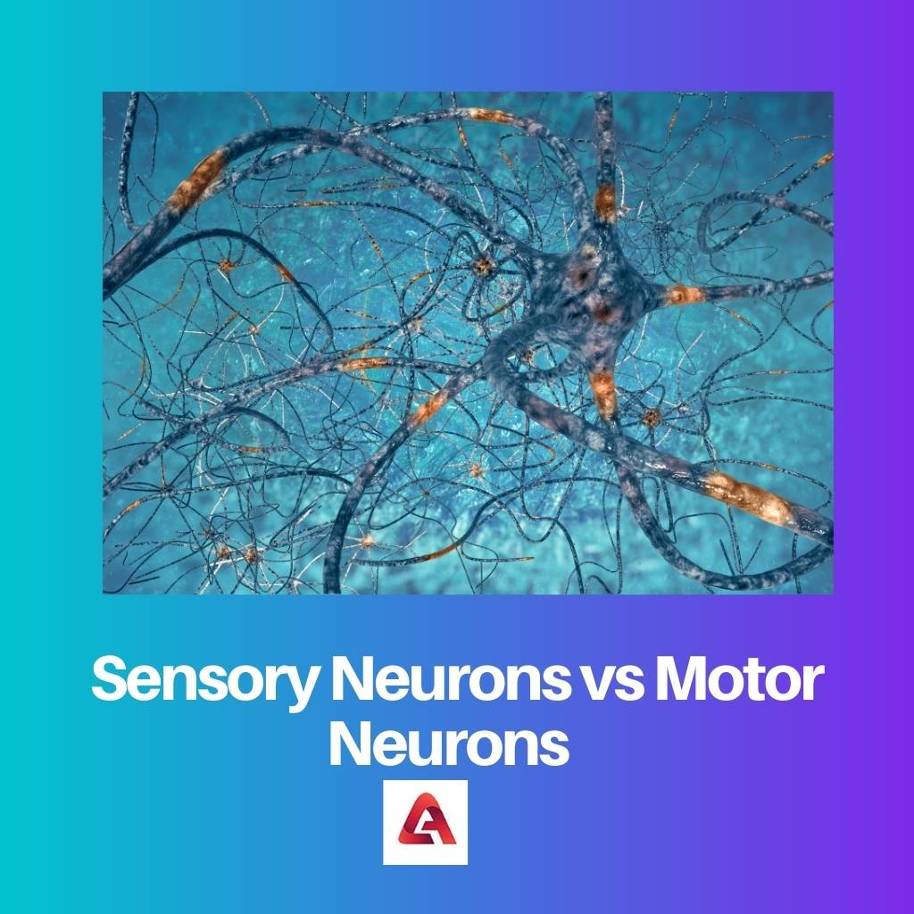 Sensory Neurons vs Motor Neurons