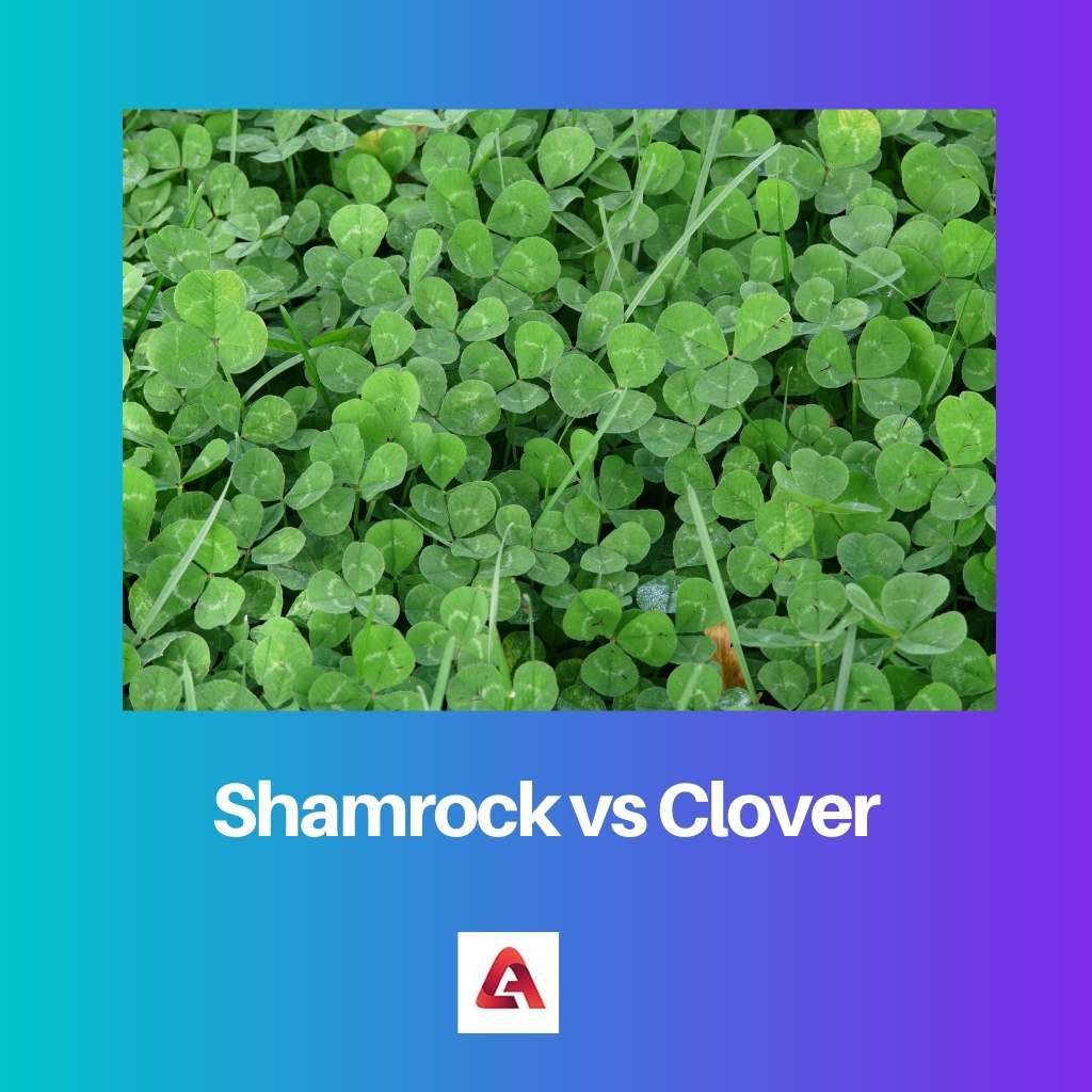 Shamrock vs Clover