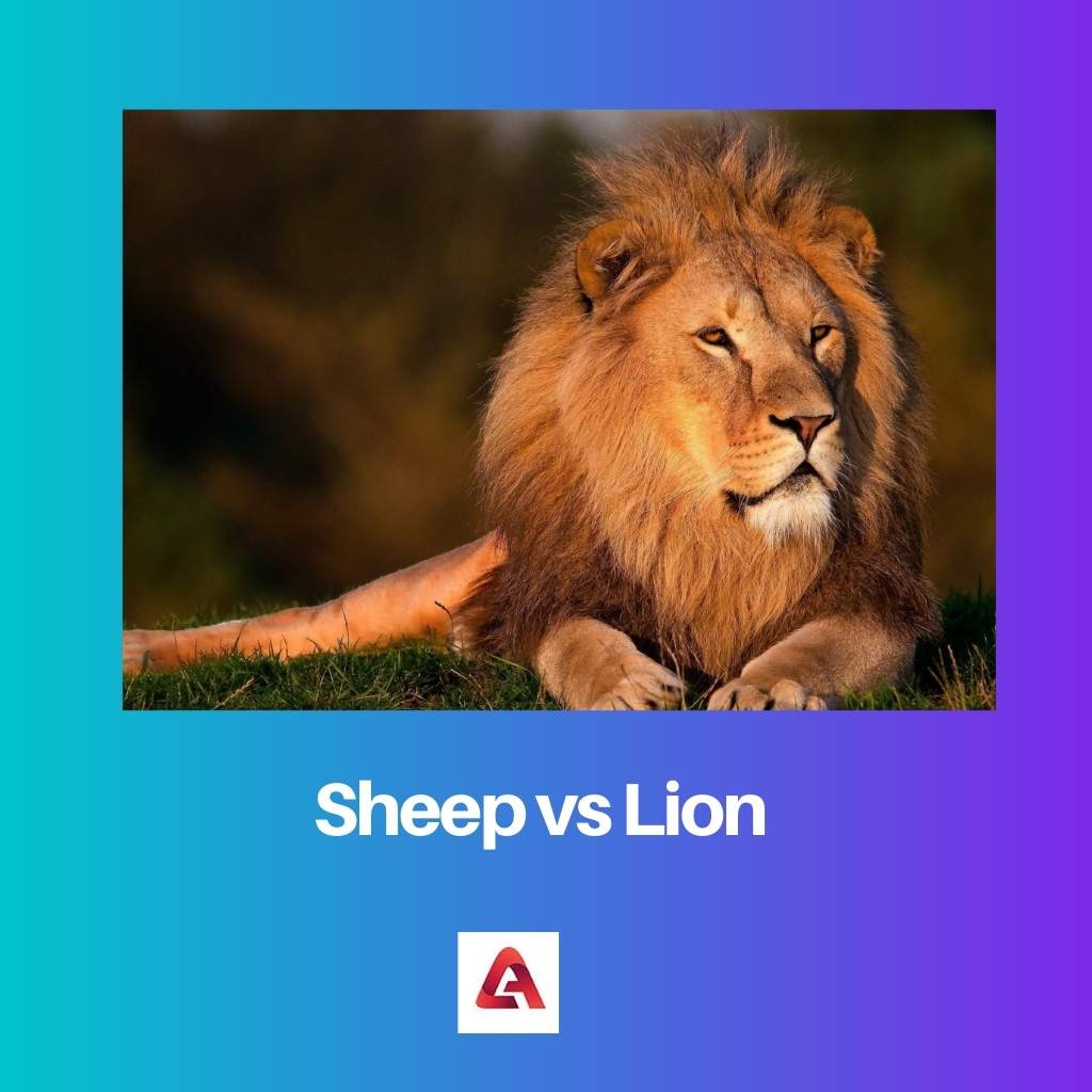 Sheep vs Lion