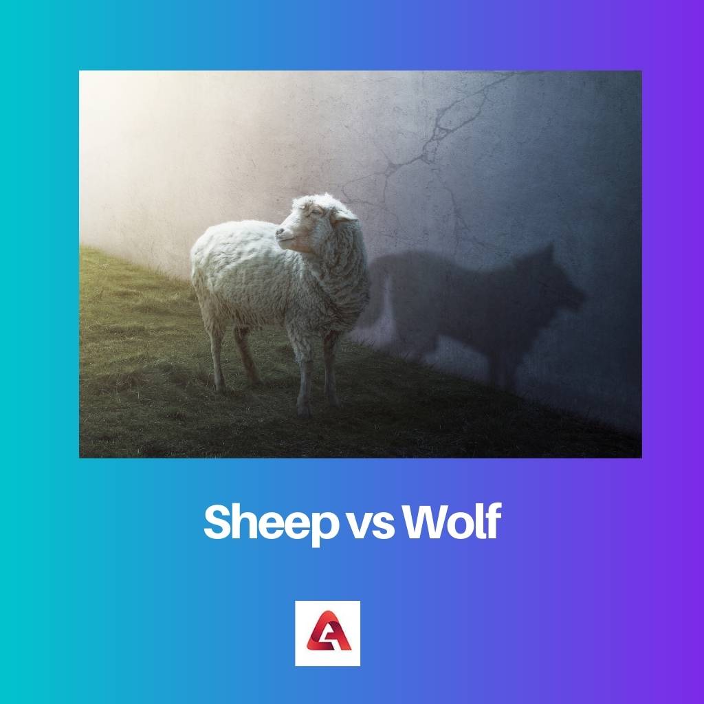 Sheep vs Wolf