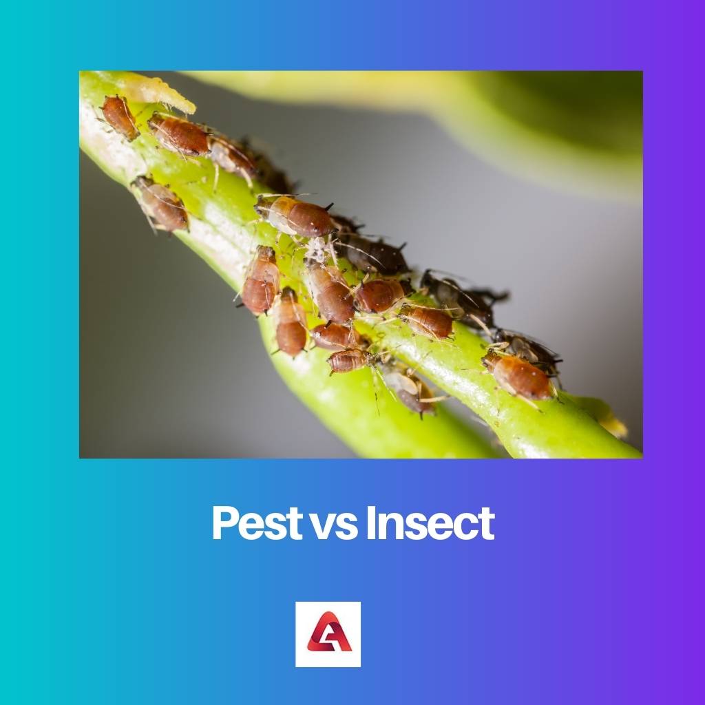 Should vs Pest vs InsectBe
