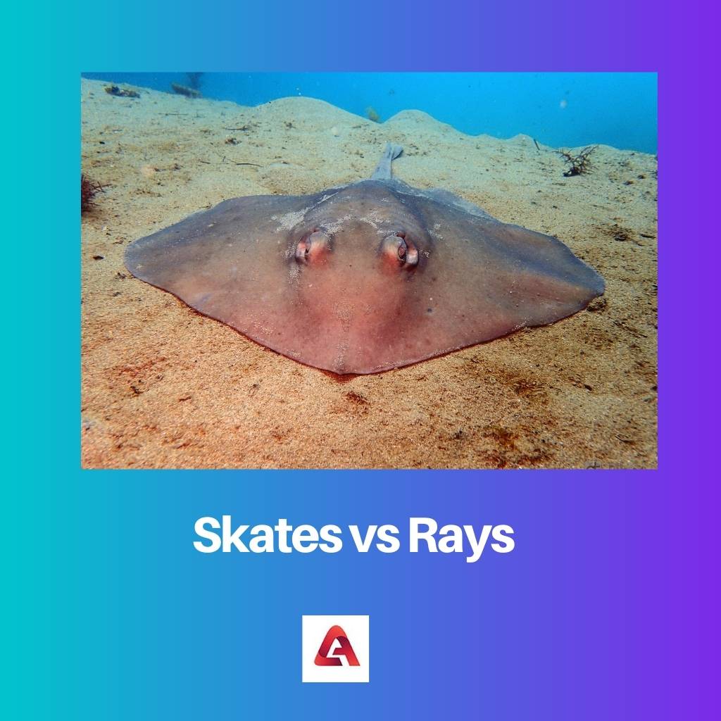 Skates vs Rays