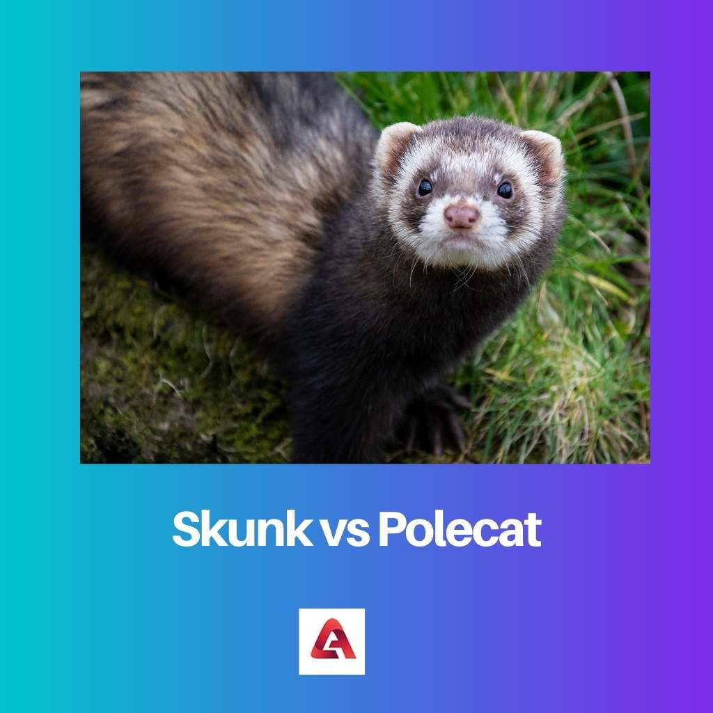 Skunk vs Polecat