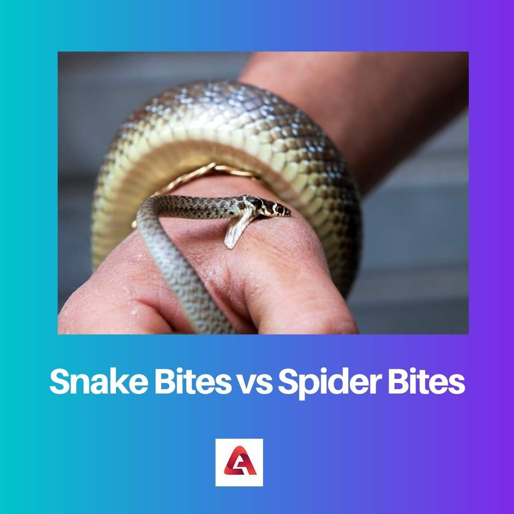 Snake Bites vs Spider Bites