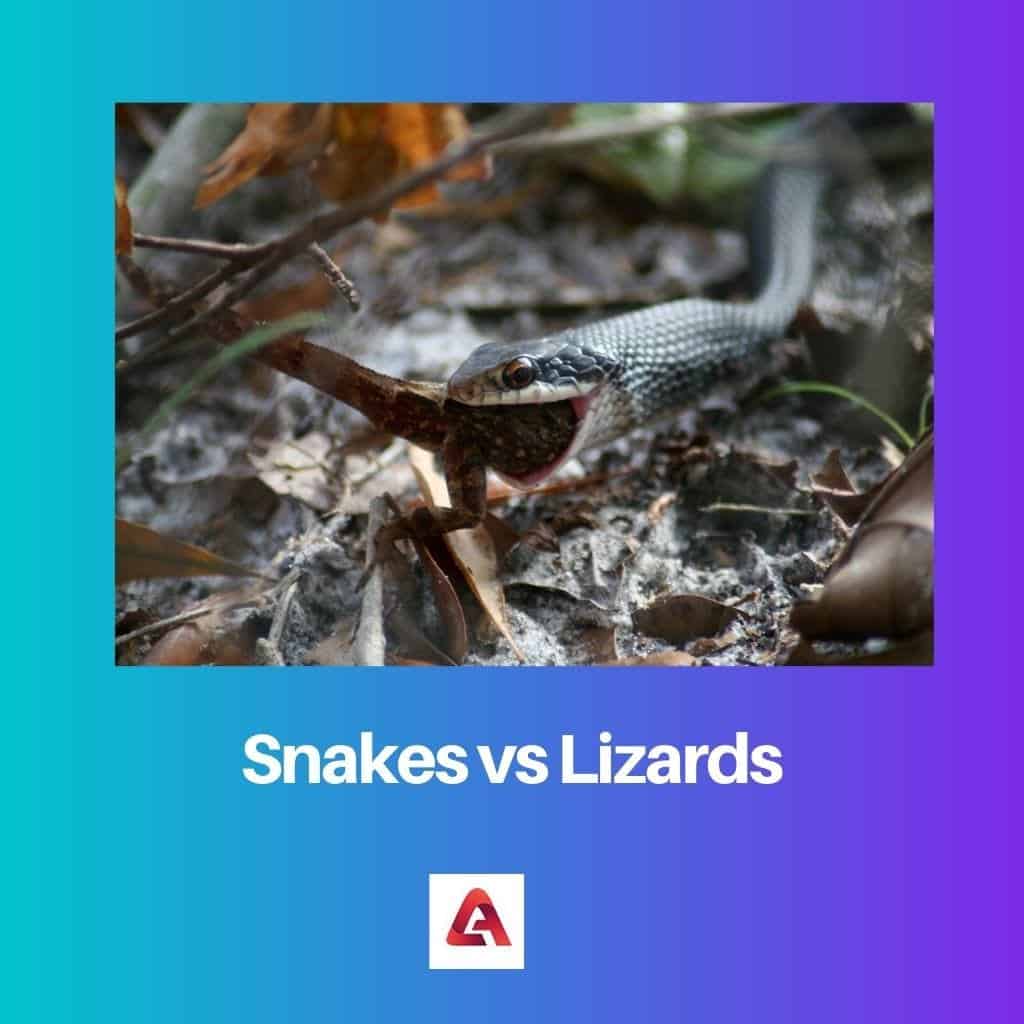 Snakes Vs Lizards: Difference And Comparison