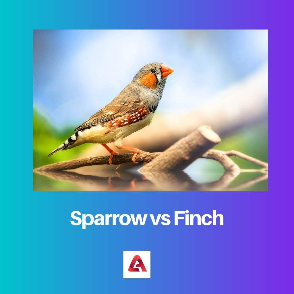 Sparrow vs Finch