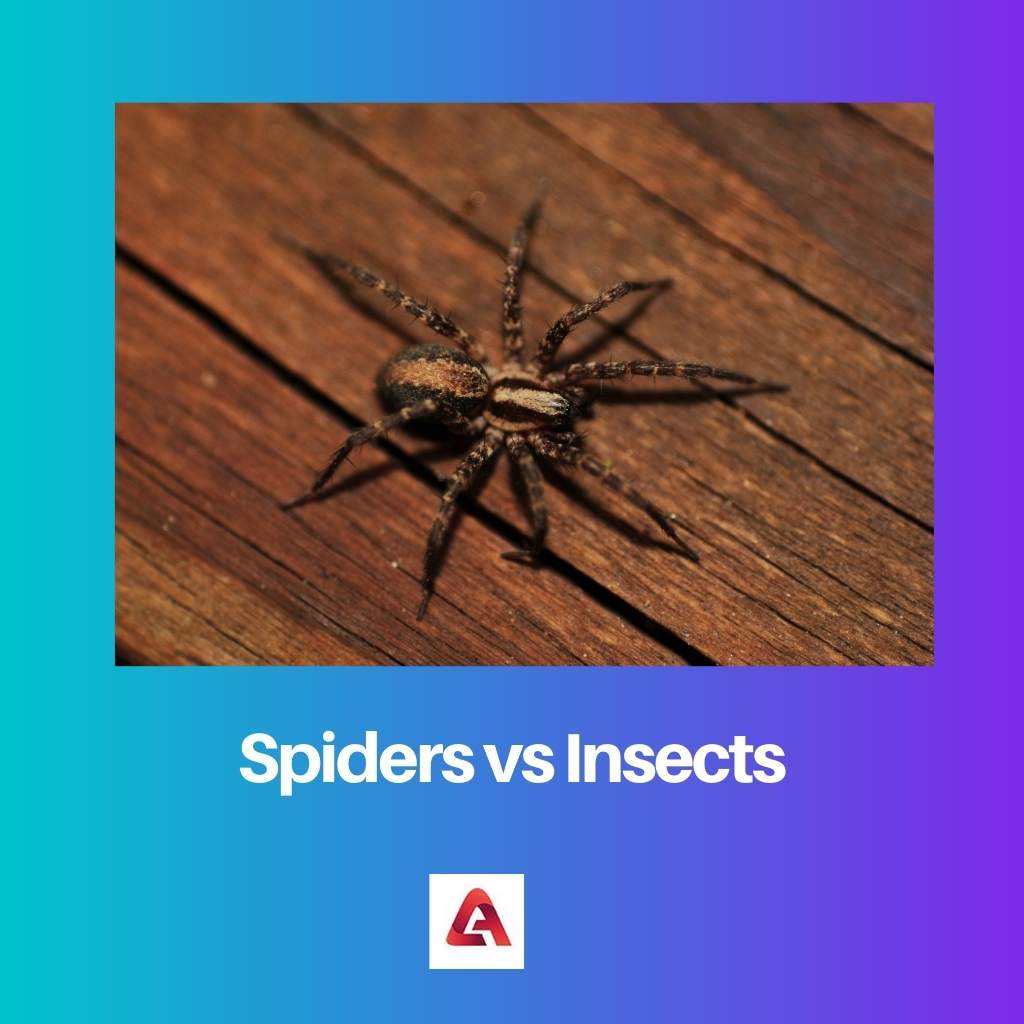 Spiders vs Insects