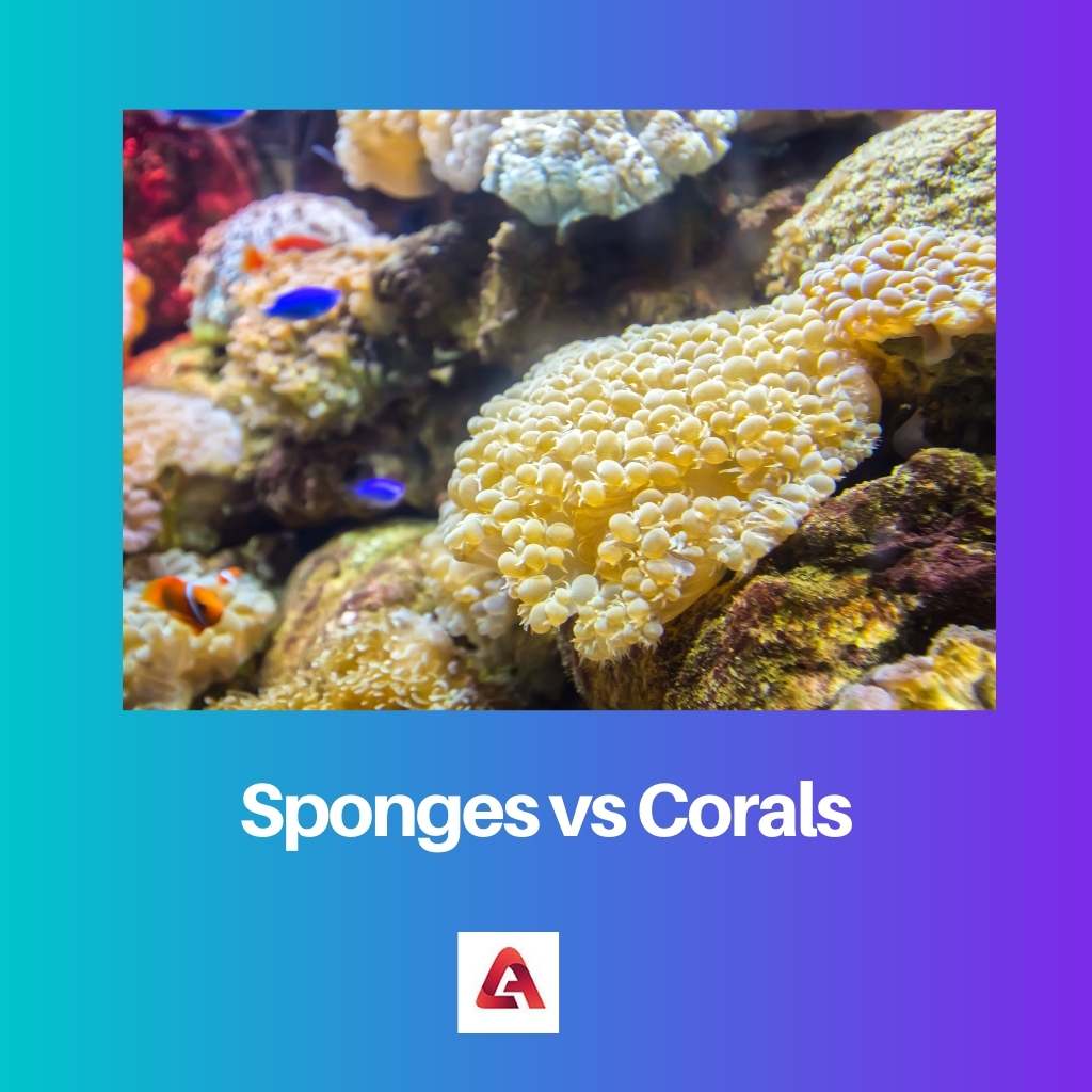 Sponges vs Corals