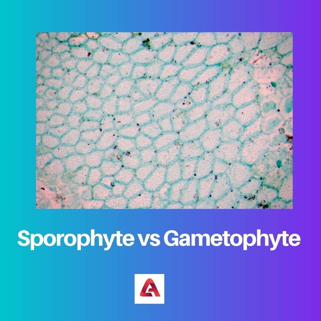 Sporophyte vs Gametophyte