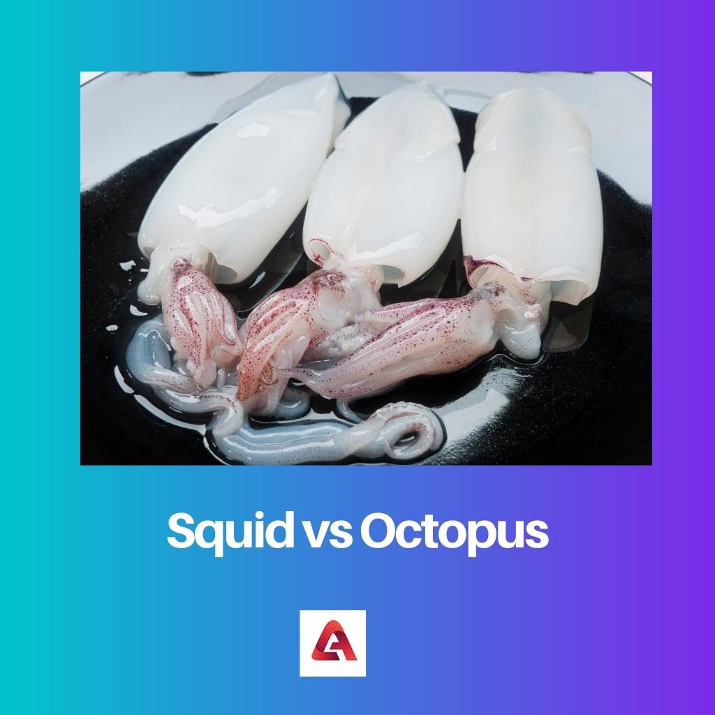 Squid vs Octopus
