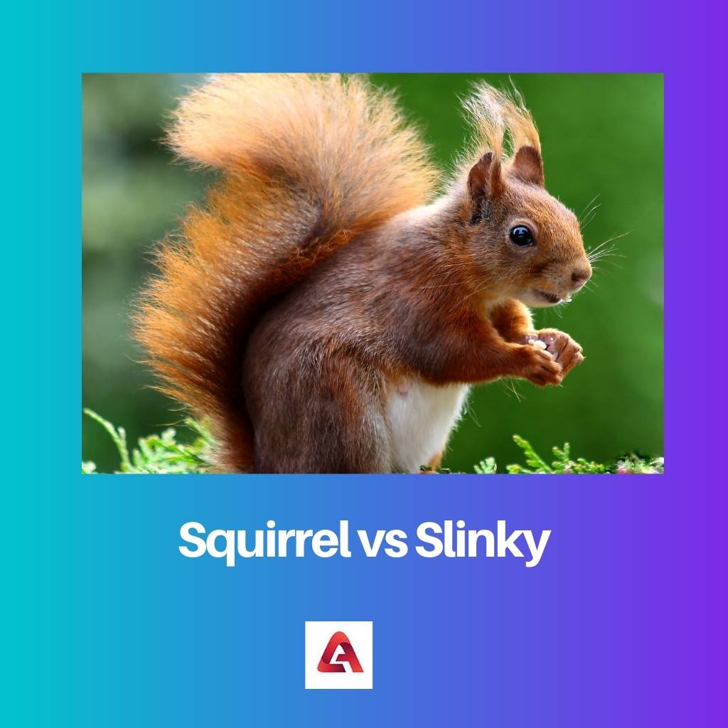 Squirrel vs Slinky