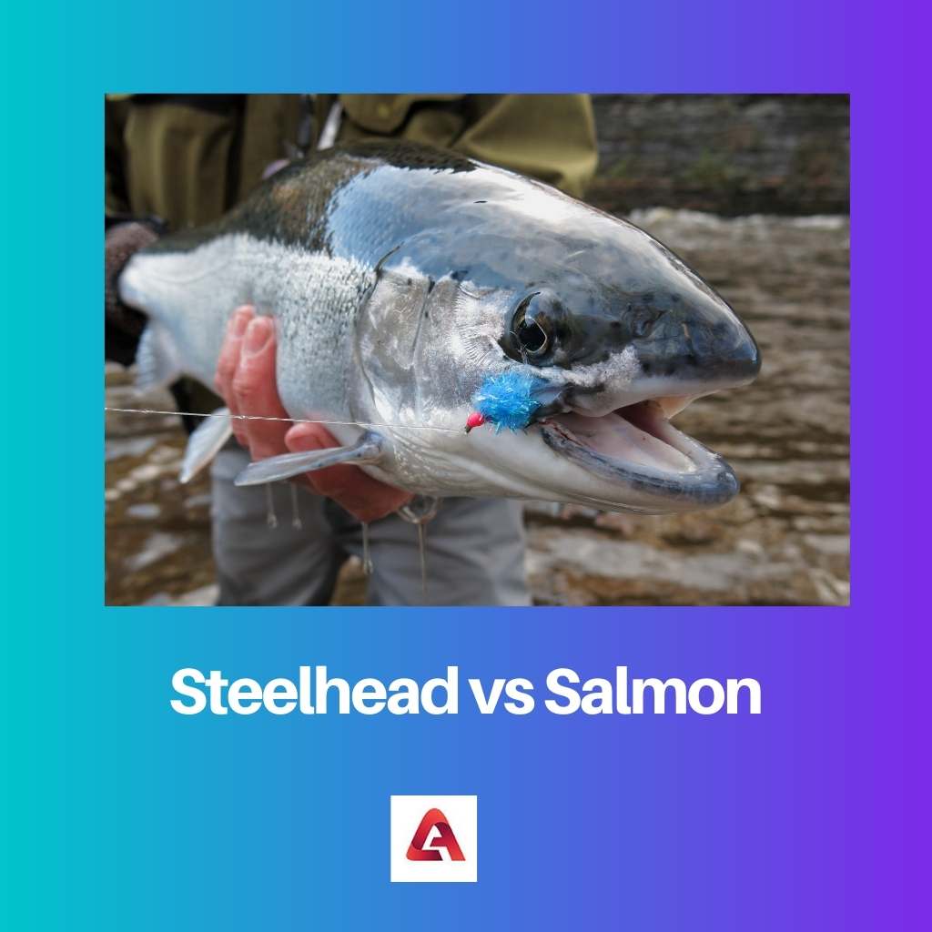 Steelhead vs Salmon