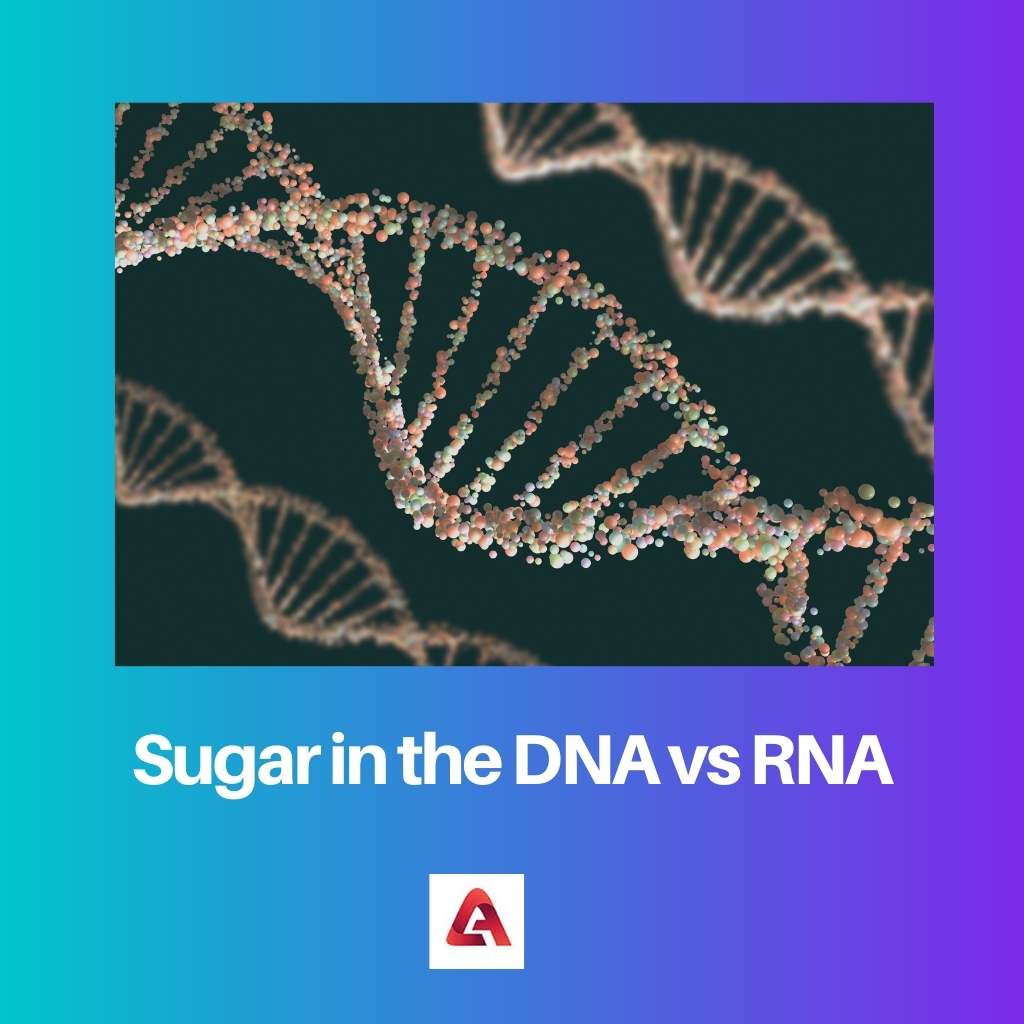 Sugar in the DNA vs RNA