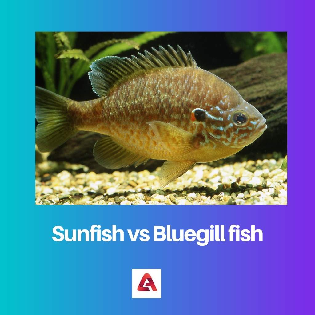 Sunfish vs Bluegill fish