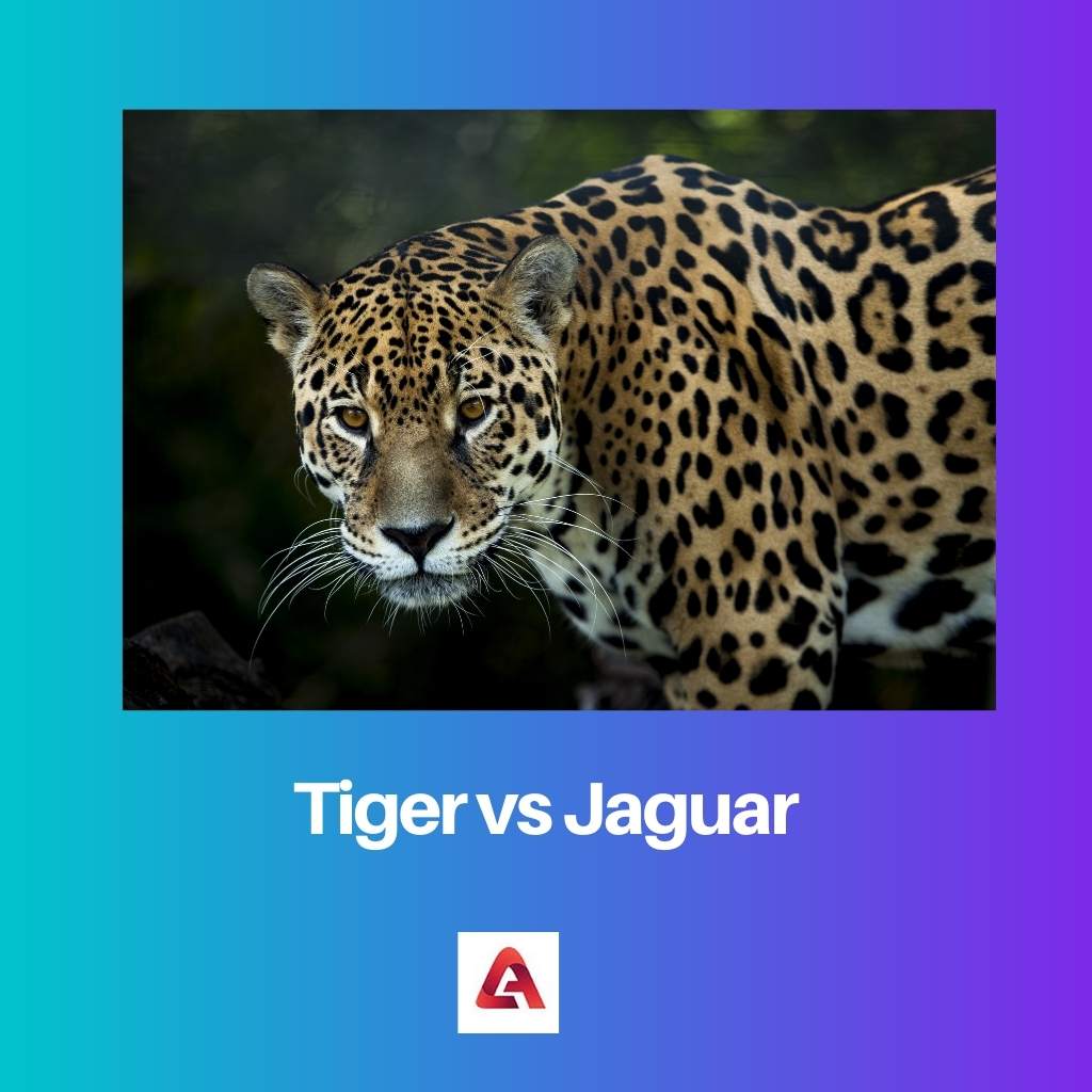 Tiger vs Jaguar