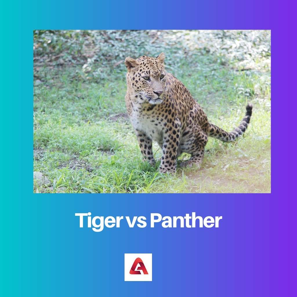 Tiger vs Panther