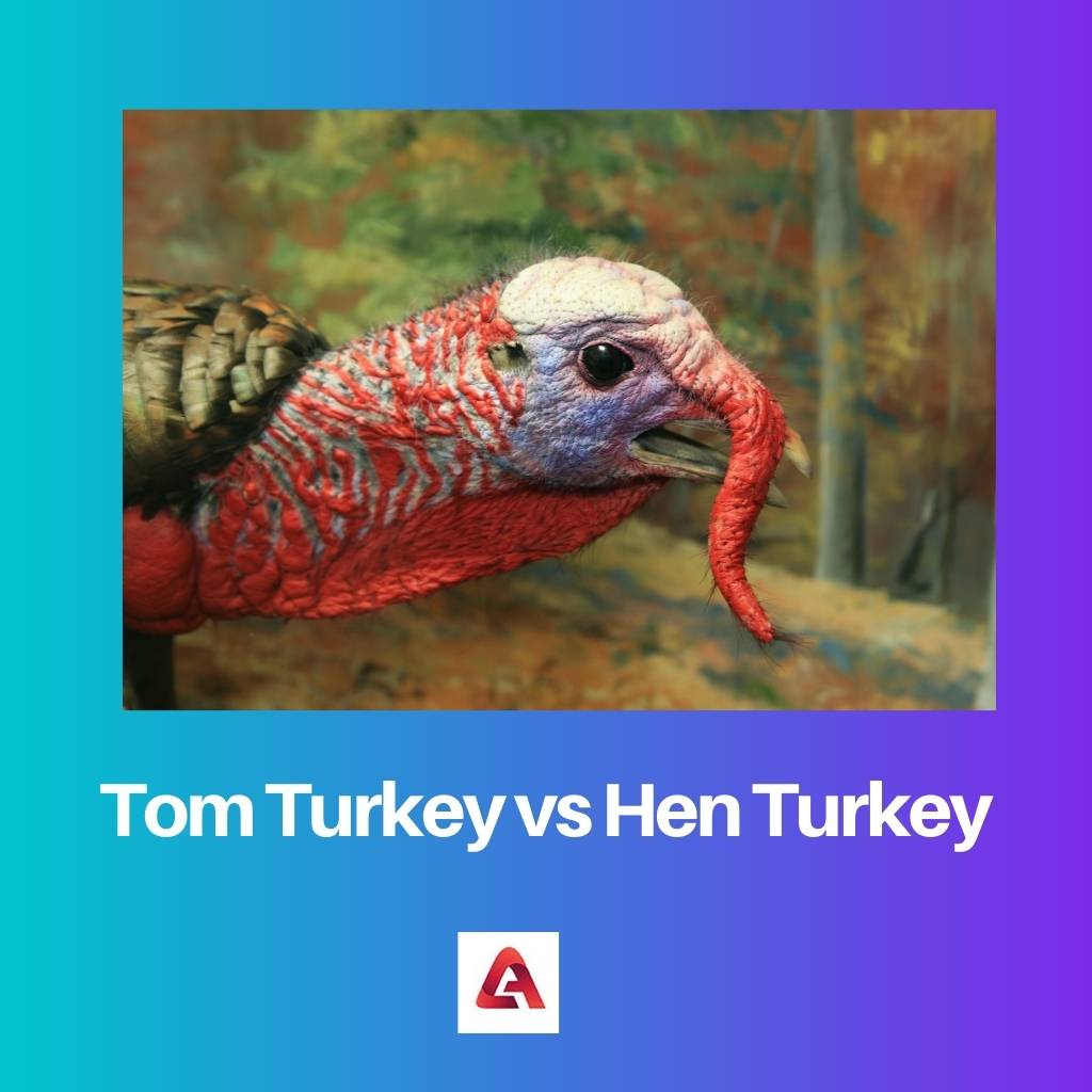 Tom Turkey vs Hen Turkey