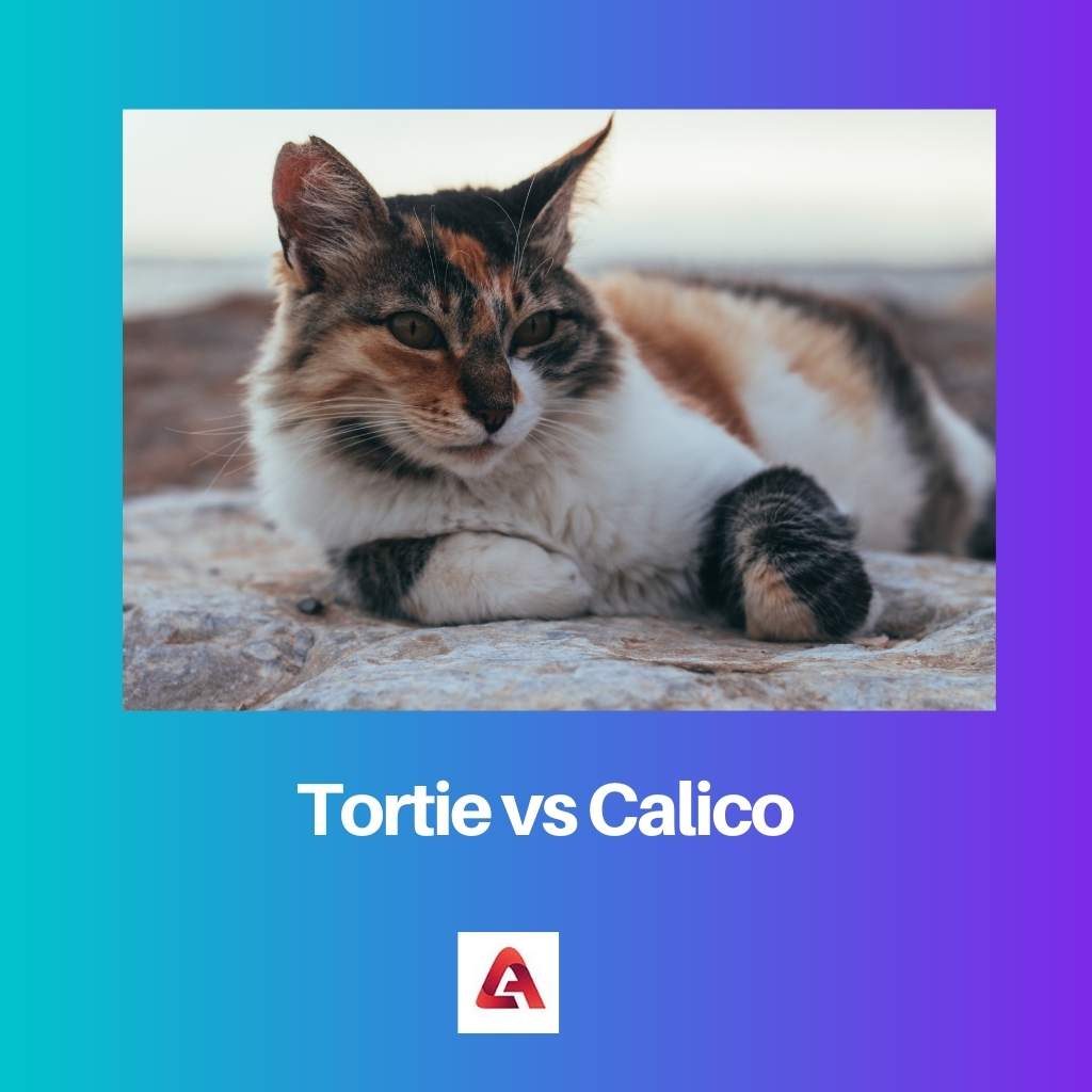 Tortie vs Calico