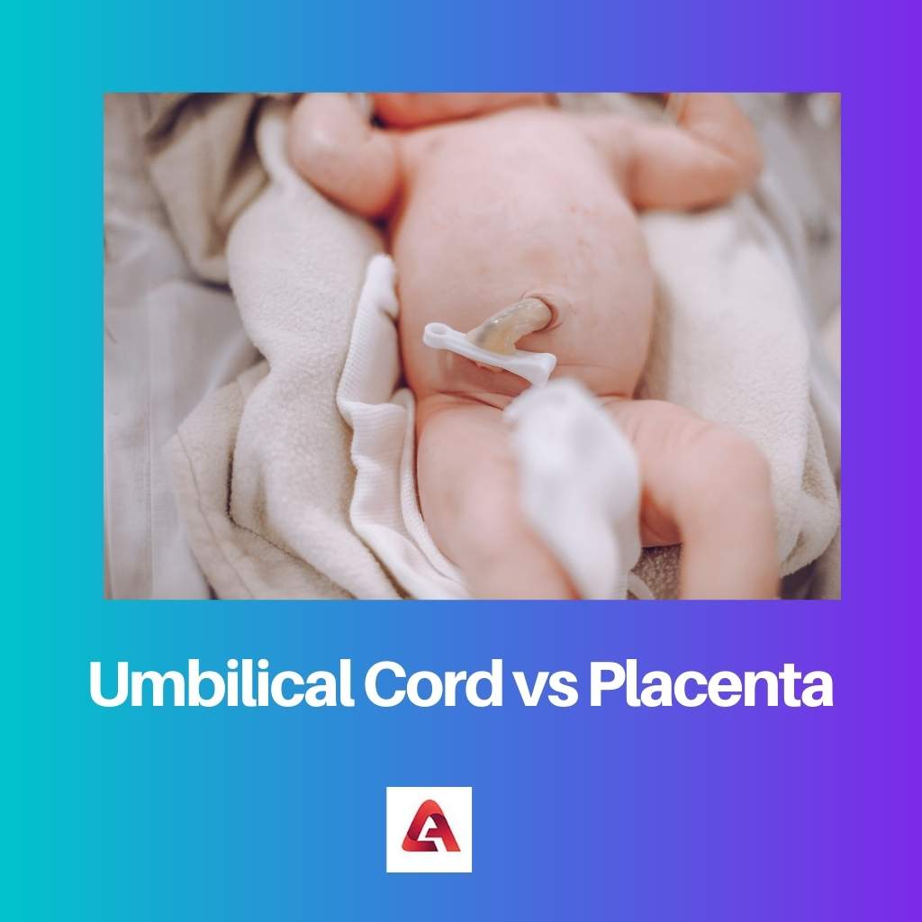Umbilical Cord vs Placenta