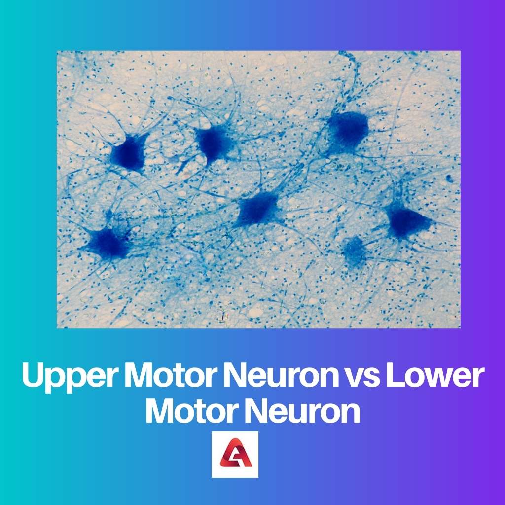 Upper Motor Neuron vs Lower Motor Neuron