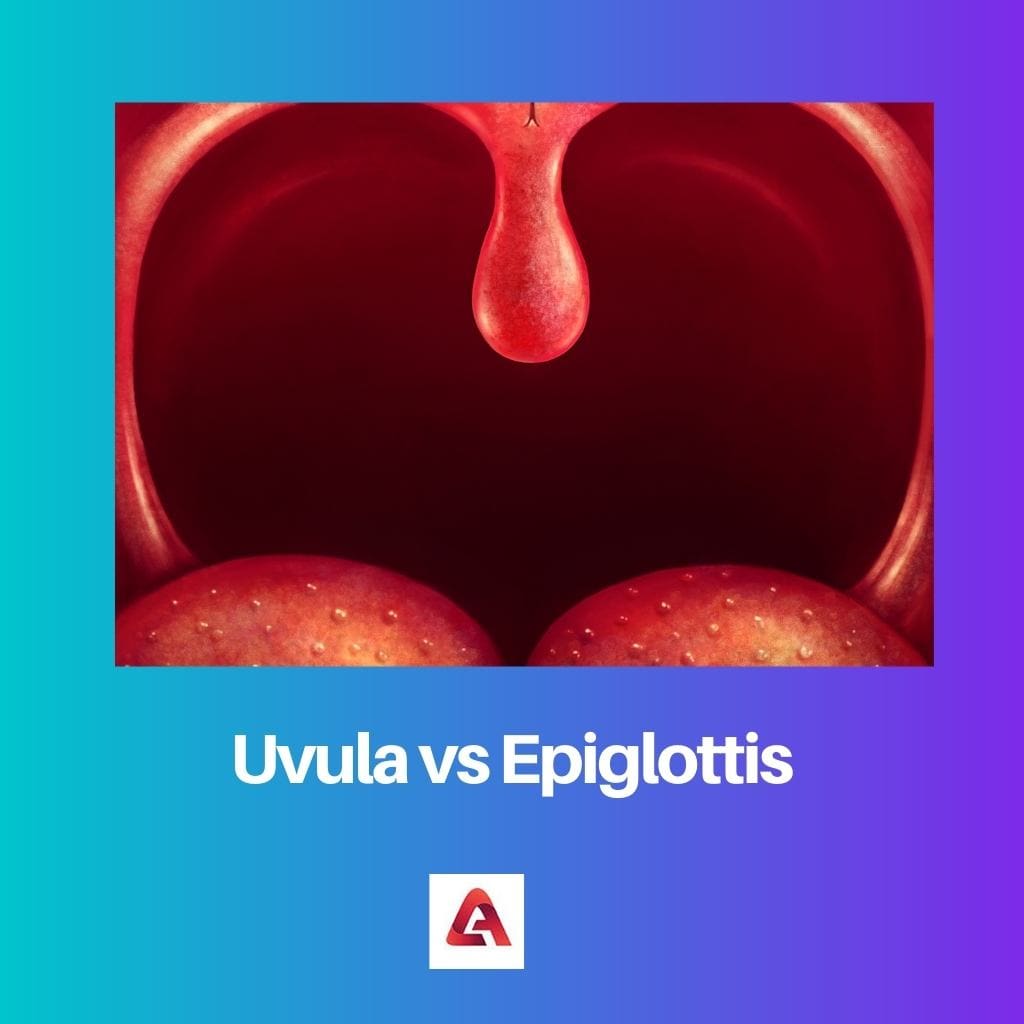 Uvula vs Epiglottis