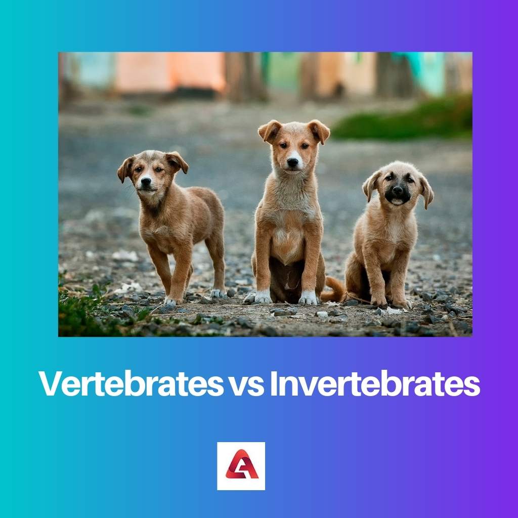 Vertebrates vs Invertebrates