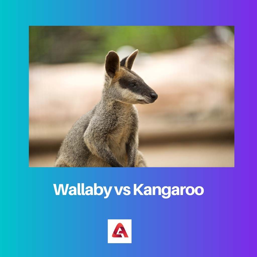 Wallaby vs Kangaroo