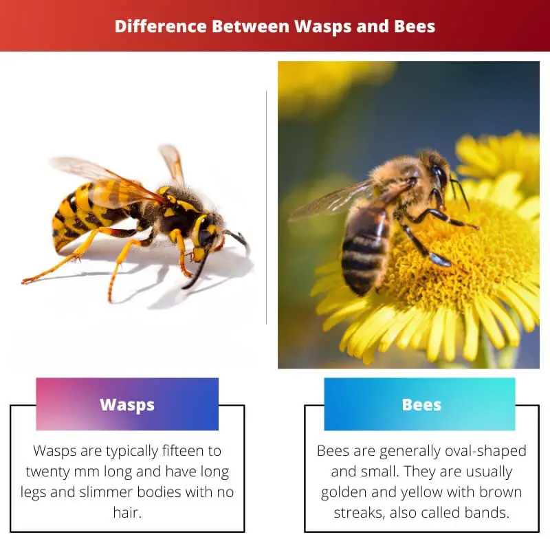 Wasps vs Bees – Difference Between Wasps and Bees