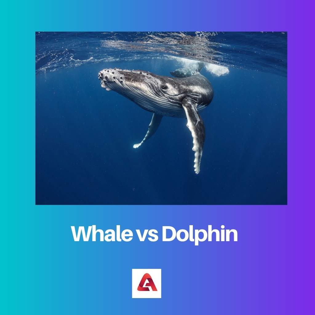 Whale vs Dolphin