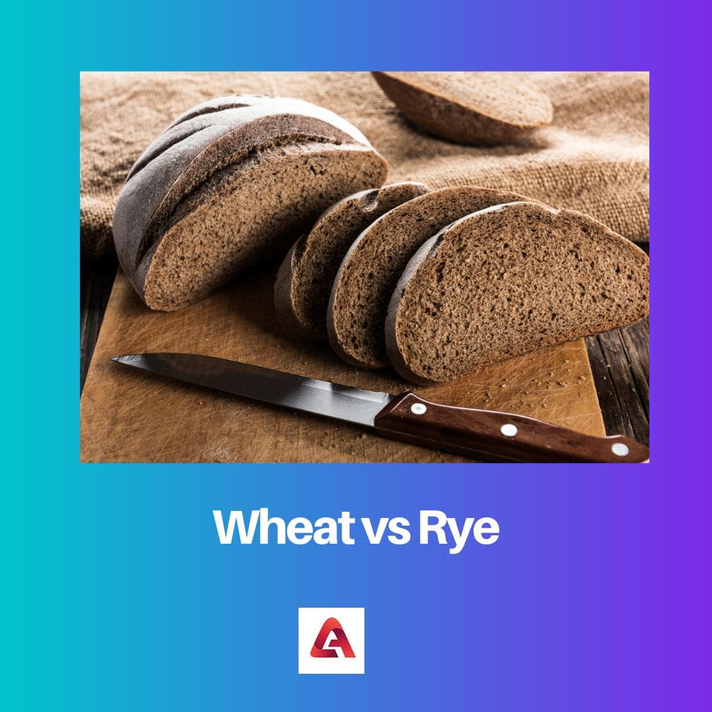 Wheat vs Rye