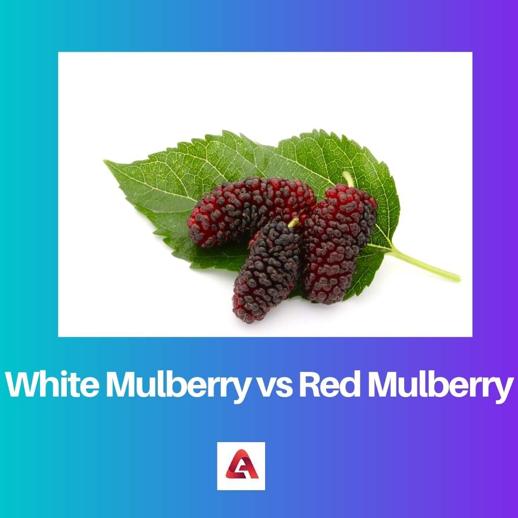 White Mulberry vs Red Mulberry