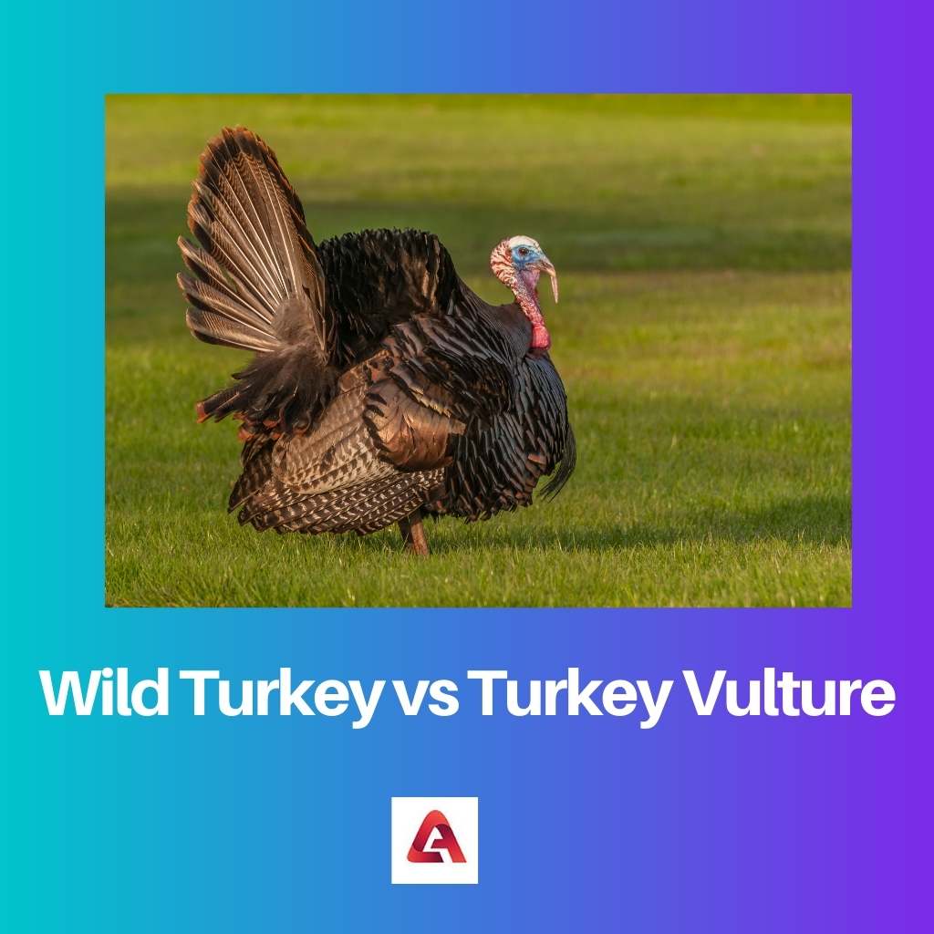 Wild Turkey vs Turkey Vulture
