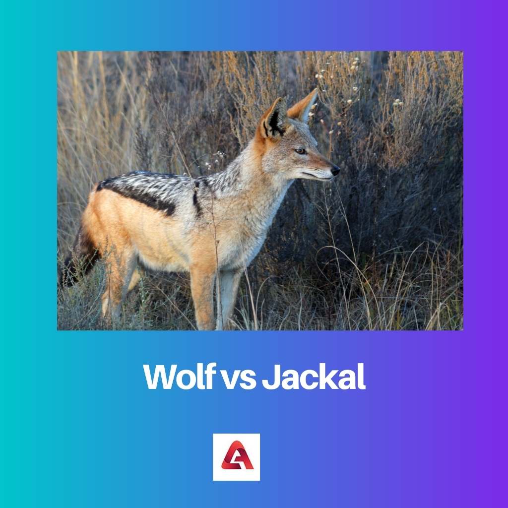 Wolf vs Jackal