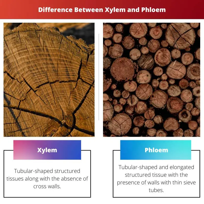 Xylem vs Phloem – Difference Between Xylem and Phloem