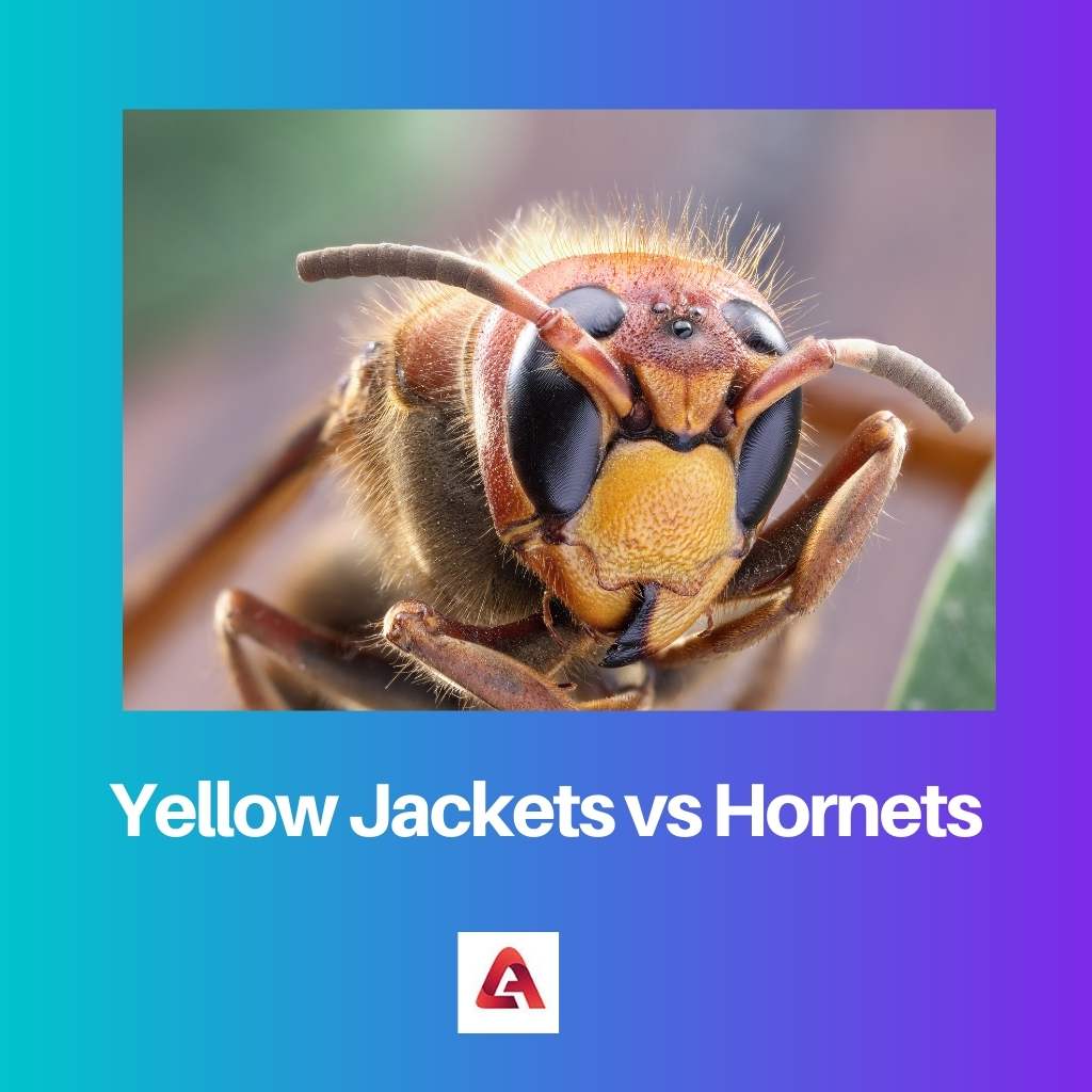 Yellow Jackets vs Hornets