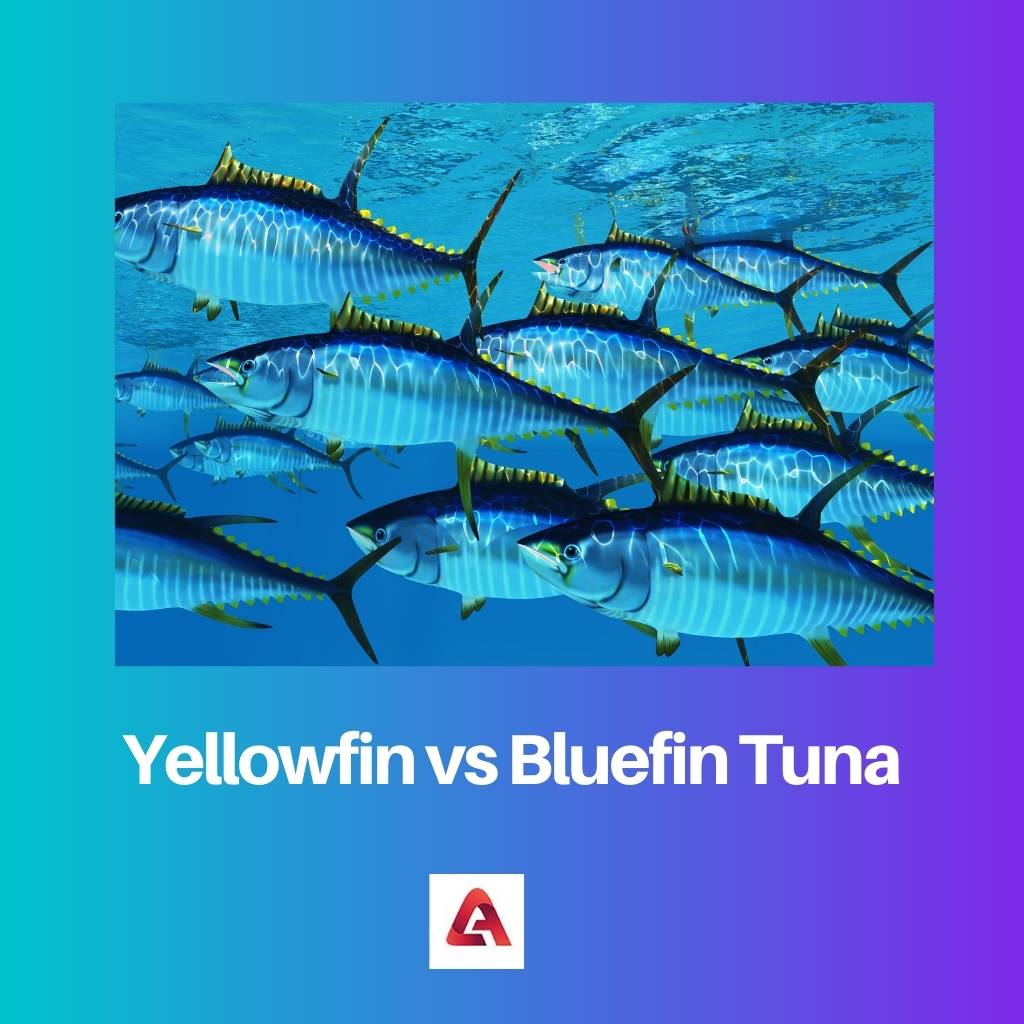 Yellowfin vs Bluefin Tuna