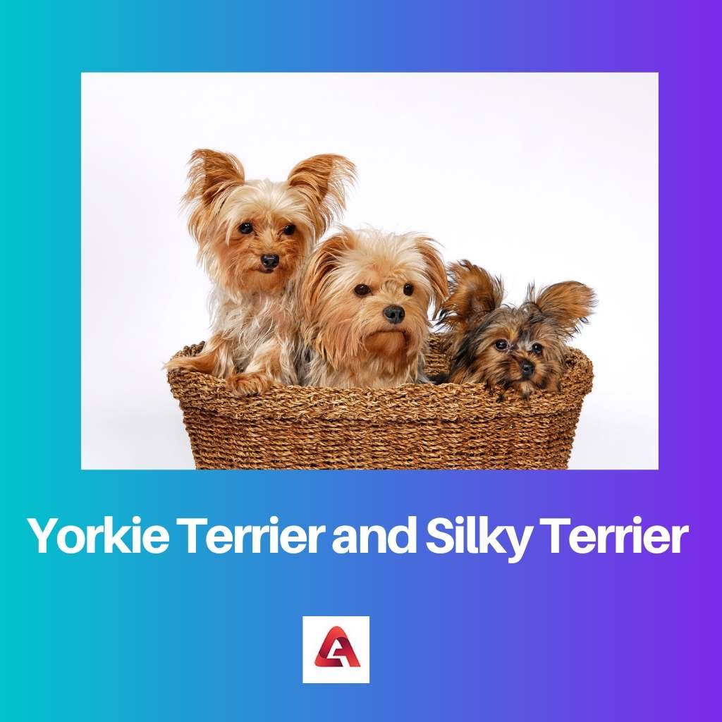 Yorkie Terrier and Silky Terrier