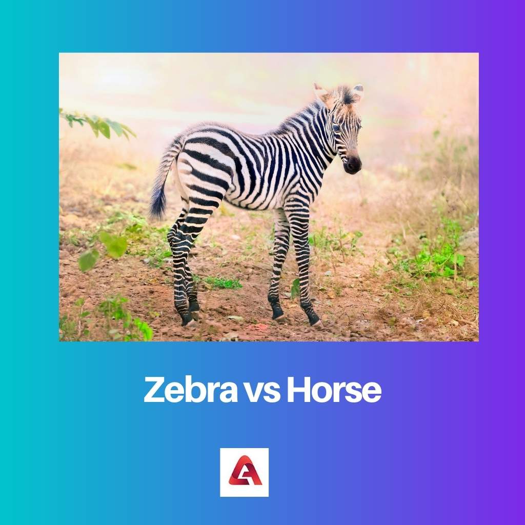 Zebra vs Horse