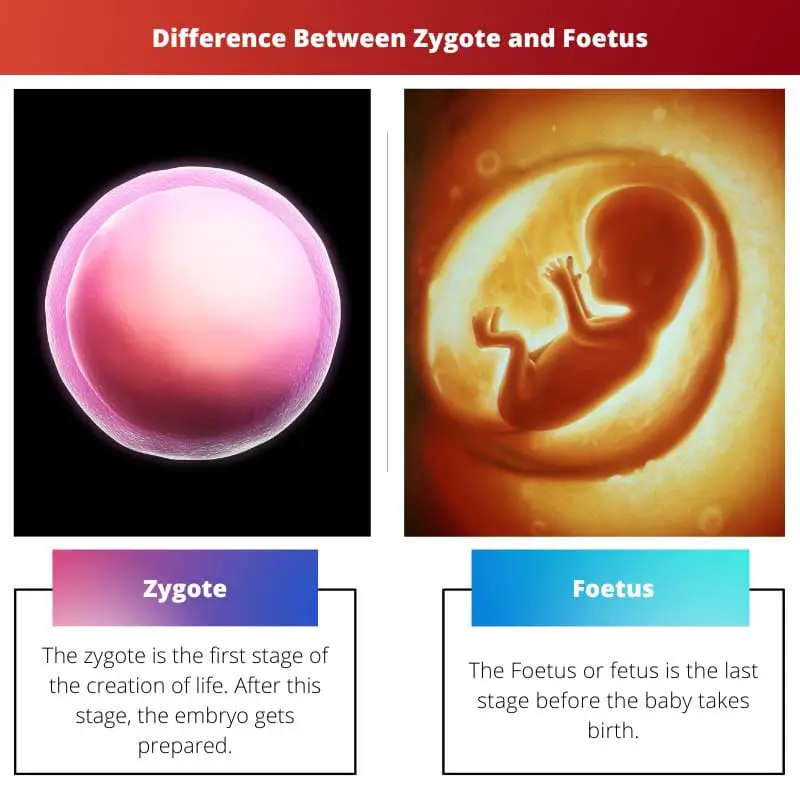 Zygote vs Foetus – Difference Between Zygote and Foetus