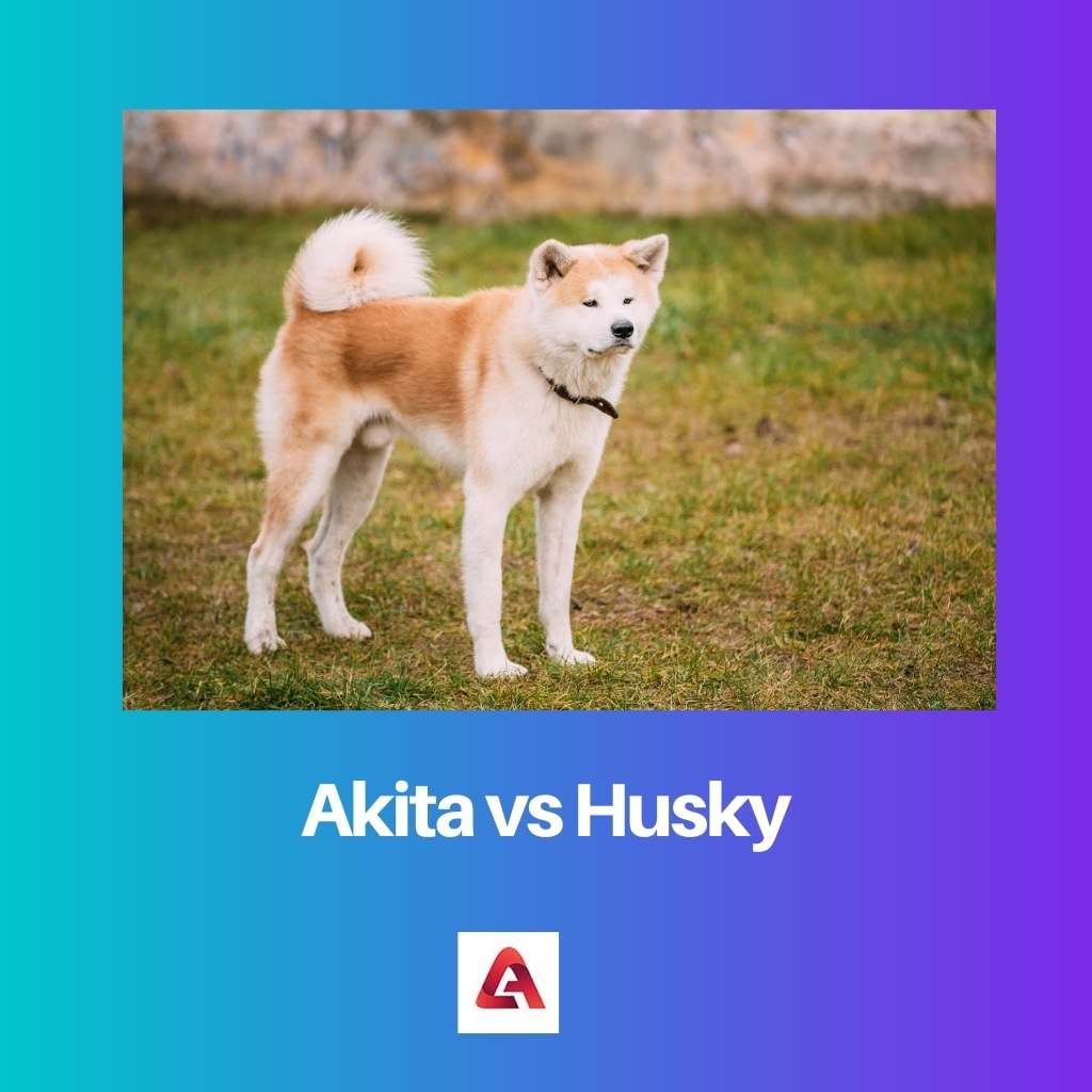 Akita vs Husky
