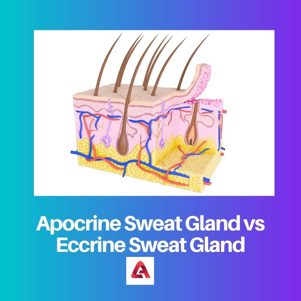 Apocrine Sweat Gland vs Eccrine Sweat Gland