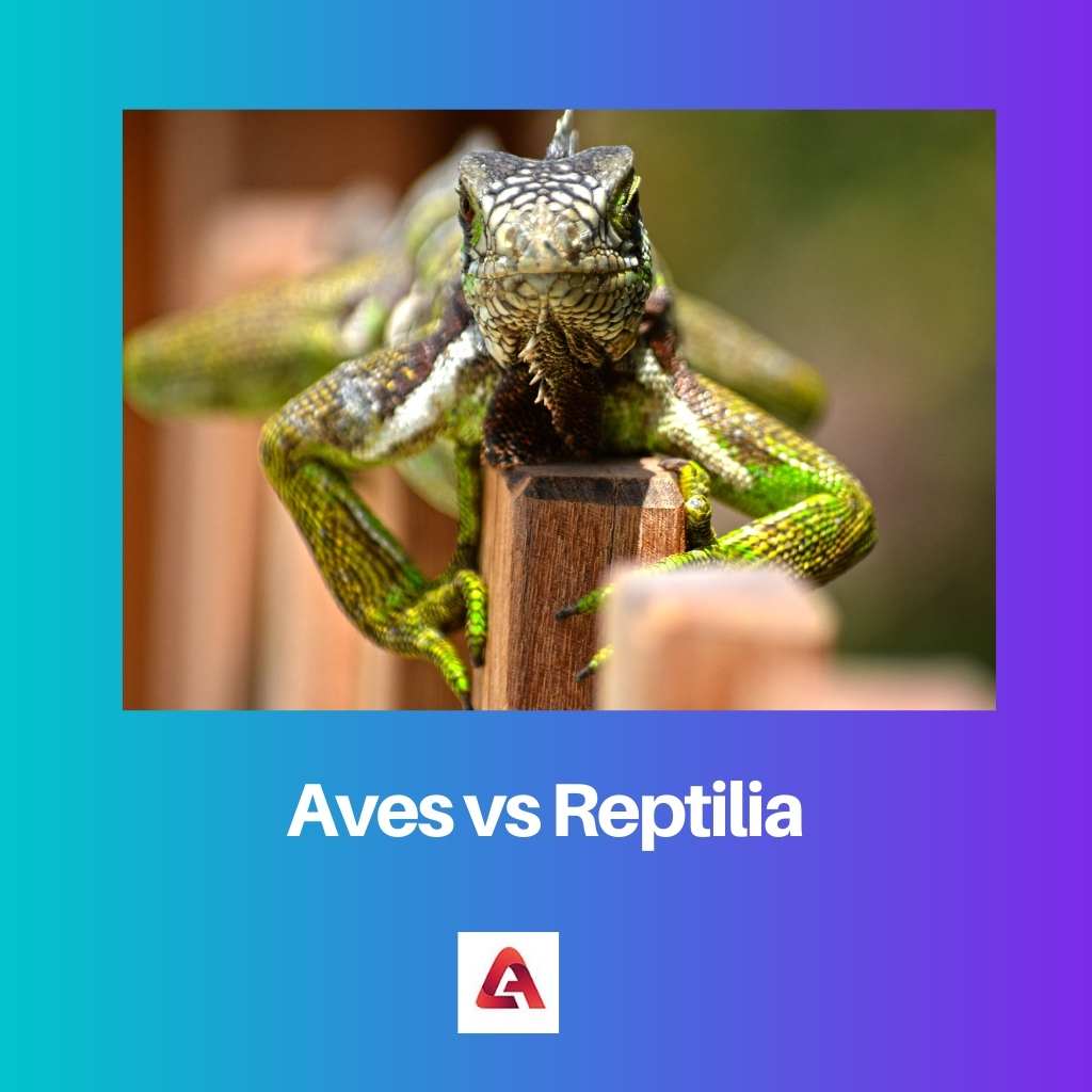 Aves vs Reptilia