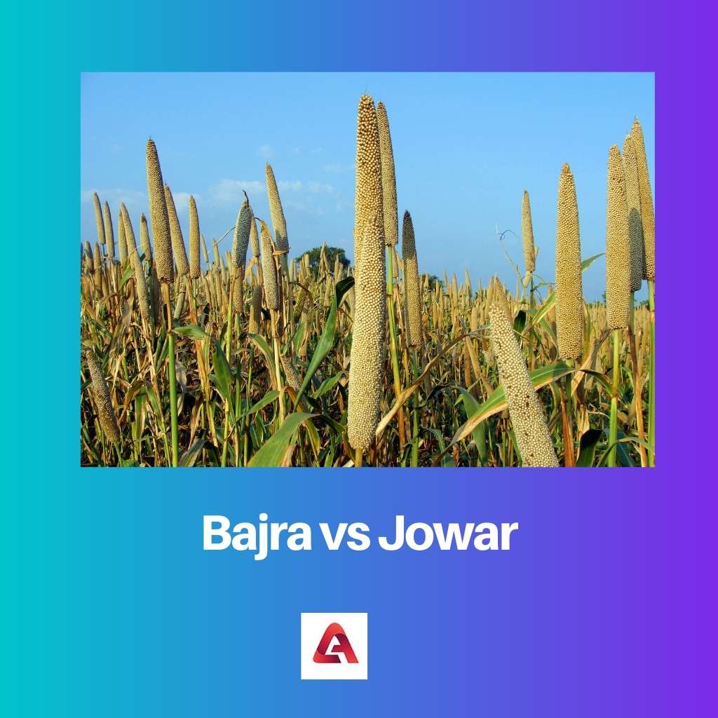 Bajra vs Jowar