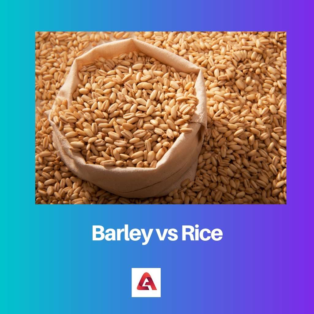 Barley vs Rice