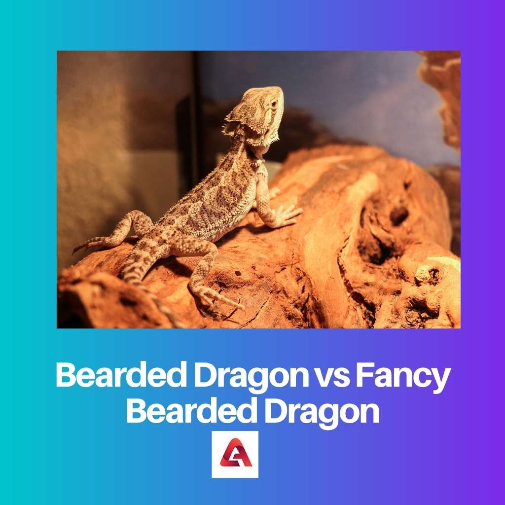 Bearded Dragon vs Fancy Bearded Dragon