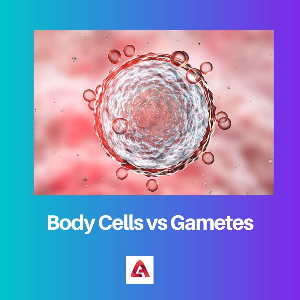 Body Cells vs Gametes