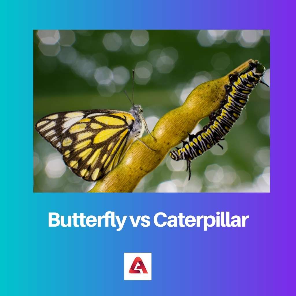 Butterfly vs Caterpillar