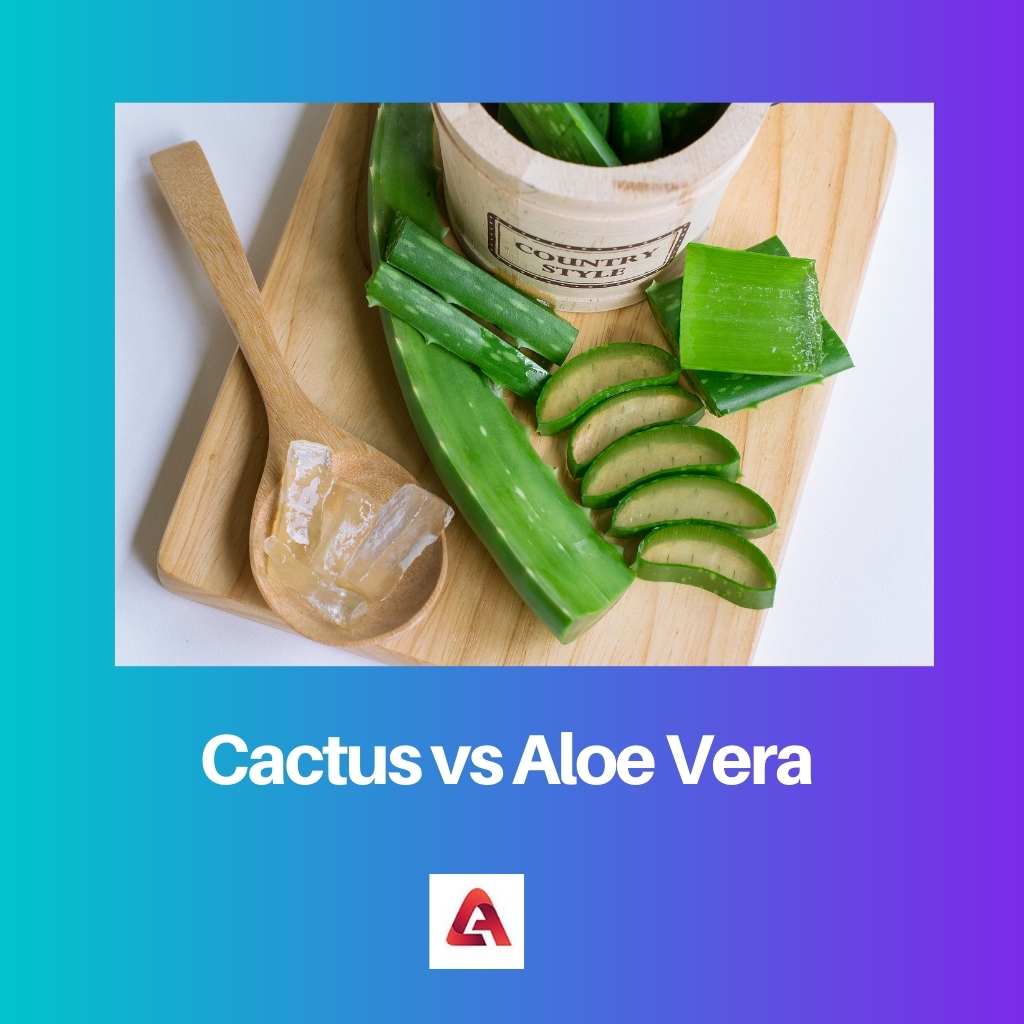 Cactus vs Aloe Vera