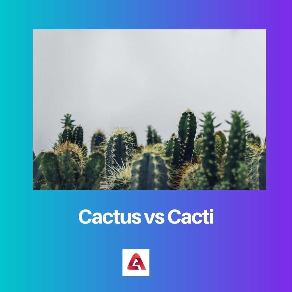 Cactus vs Cacti