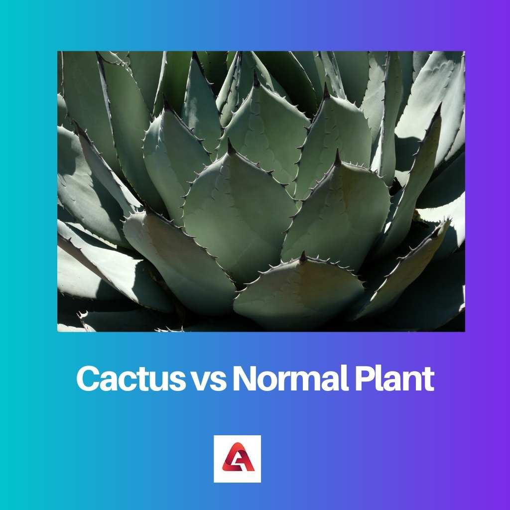 Cactus vs Normal Plant